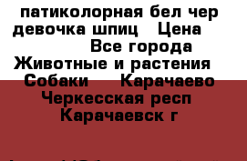 патиколорная бел/чер девочка шпиц › Цена ­ 15 000 - Все города Животные и растения » Собаки   . Карачаево-Черкесская респ.,Карачаевск г.